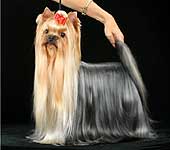 Yorkshire terrier  HUNDERWOOD BLOWING IN THE WIND
