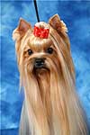 Yorkshire terrier HUNDERWOOD BLOWING IN THE WIND