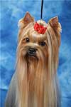 Yorkshire terrier HUNDERWOOD BLOWING IN THE WIND