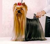 Yorkshire terrier  SQUIRREL'S DOUBLE OR NOTHING (Dealer)
