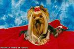 Yorkshire terrier SQUIRREL'S DOUBLE OR NOTHING (Dealer)