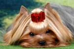 Yorkshire terrier SQUIRREL'S DOUBLE OR NOTHING (Dealer)