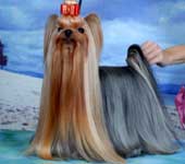 Yorkshire terrier DURRER'S STILL THE ONE
