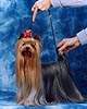 Yorkshire terrier  DURRER'S STILL THE ONE