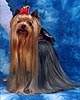 Yorkshire terrier DURRER'S STILL THE ONE