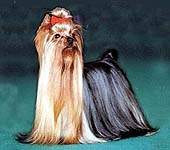 Yorkshire terrier HUNGRY EYES DE MAJODIAN 