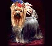 Yorkshire terrier CLEOPATRA DELLE STELLE LUCENTI 