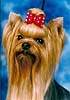 Yorkshire terrier SQUIRREL'S BEYOND THUNDERDOME (Max)