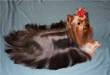 Yorkshire terrier MINI SHOP PIN UP