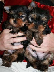 Yorkshire terriers puppy
