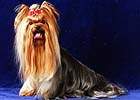 Yorkshire terrier  SUN SET BD DU PETIT LAC SAINT JAMES (Sony)
