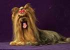Yorkshire terrier  SUN SET BD DU PETIT LAC SAINT JAMES (Sony)