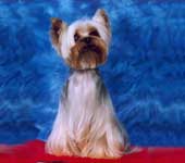 Yorkshire terrier  DURRER'S O SO STRYKING