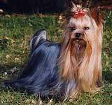 Yorkshire terrier DURRER'S O SO STRYKING