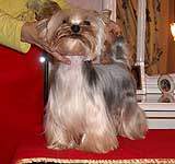 Yorkshire terrier DURRER'S O SO STRYKING