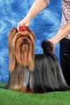 Yorkshire terrier A CRAZY-LOVE DU GUE DE L'ADOUR