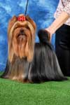 Yorkshire terrier A CRAZY-LOVE DU GUE DE L'ADOUR