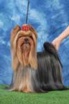 Yorkshire terrier A CRAZY-LOVE DU GUE DE L'ADOUR