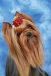 Yorkshire terrier A CRAZY-LOVE DU GUE DE L'ADOUR