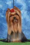 Yorkshire terrier A CRAZY-LOVE DU GUE DE L'ADOUR