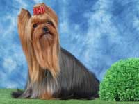 Yorkshire terrier A CRAZY-LOVE DU GUE DE L'ADOUR