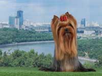 Yorkshire terrier A CRAZY-LOVE DU GUE DE L'ADOUR