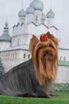 Yorkshire terrier A CRAZY-LOVE DU GUE DE L'ADOUR