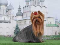 Yorkshire terrier A CRAZY-LOVE DU GUE DE L'ADOUR