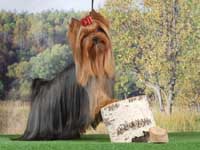 Yorkshire terrier A CRAZY-LOVE DU GUE DE L'ADOUR