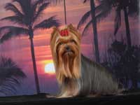 Yorkshire terrier A CRAZY-LOVE DU GUE DE L'ADOUR