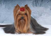 Yorkshire terrier A CRAZY-LOVE DU GUE DE L'ADOUR