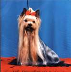 Yorkshire terrier STEEL BLUE FANCY BUGSY