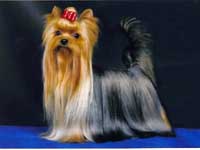 Yorkshire terrier MINI SHOP HARRY POTTER (Garry)