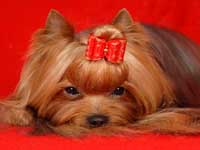 Yorkshire terrier MINI SHOP HARRY POTTER (Garry)