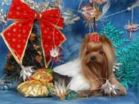 Yorkshire terrier MINI SHOP HARRY POTTER (Garry)