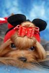 Yorkshire terrier MINI SHOP HARRY POTTER (Garry)