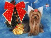 Yorkshire terrier MINI SHOP HARRY POTTER (Garry)