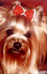 Yorkshire terrier ASTOR MAFI ANN MINI SHOP (LASTIK)