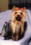 Yorkshire terrier ASTOR MAFI ANN MINI SHOP (LASTIK)