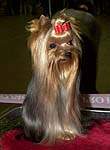 Yorkshire terrier DURRER'S LOOKIN FOR TROUBLE (Looky)