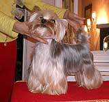 Yorkshire terrier DURRER'S O SO STRYKING