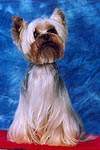 Yorkshire terrier DURRER'S O SO STRYKING