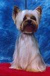 Yorkshire terrier DURRER'S O SO STRYKING