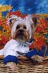 Yorkshire terrier DURRER'S O SO STRYKING